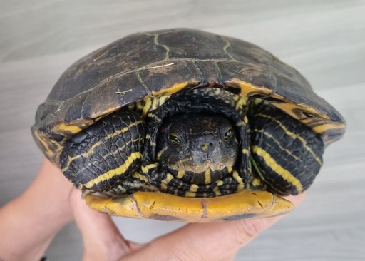 Schildpad(den) brengen permanente opvang